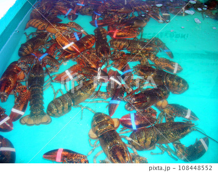 アメリカ合衆国　メイン州　チャンシー・クリーク　水槽のアメリカン・ロブスター 108448552