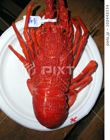 オーストラリア タスマニア紙皿の上のスパーニーロブスター オーストラリア タスマニア紙皿の上のスパーニーロブスター 108448554