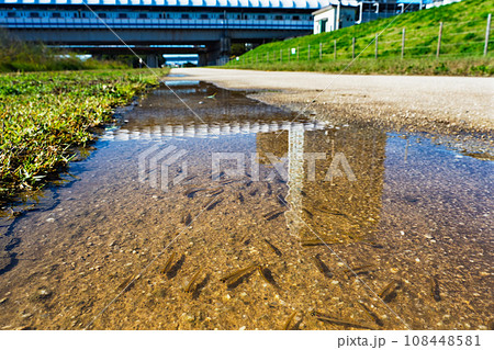 台風一過の二子玉川 土手の上の歩道にできた水たまりを泳ぐ鮎たち 台風一過の二子玉川 土手の上の歩道にできた水たまりを泳ぐ鮎たち 108448581