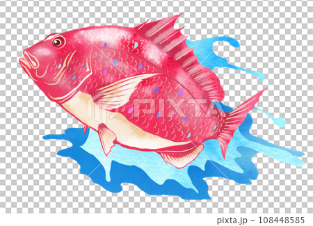 魚海鯛插圖與水濺 108448585