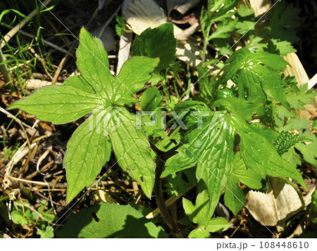 キク科コウモリソウ属の山菜 山菜の王様 シドケ キク科コウモリソウ属の山菜 山菜の王様 シドケ 108448610