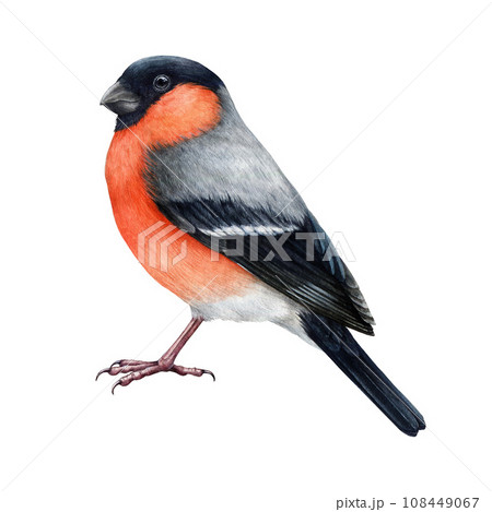 Bullfinch bird painted watercolor illustration. Hand drawn Pyrrhula pyrrhula bright Eurasian avian. Realistic bullfinch bird with red breast feathers element. Forest little songbird. White background 108449067