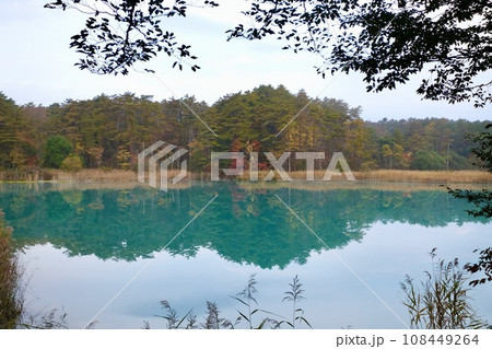 【福島】五色沼湖沼群の紅葉（黄葉） 108449264