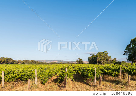 Vineyards in McLaren Vale at sunset 108449596