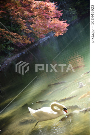 優雅に泳ぐ白鳥　＜南伊奈ヶ湖＞ 108449922