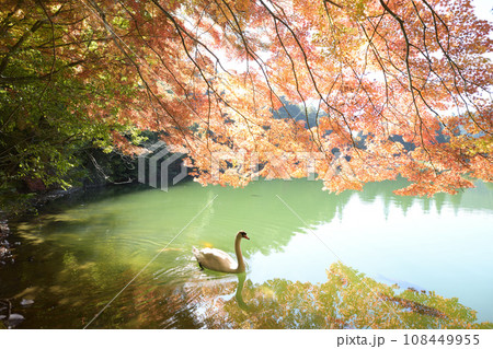 優雅に泳ぐ白鳥　＜南伊奈ヶ湖＞ 108449955