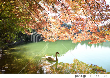 優雅に泳ぐ白鳥 <南伊奈ヶ湖> 優雅に泳ぐ白鳥 <南伊奈ヶ湖> 108449956