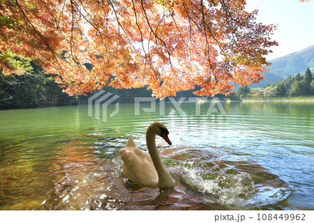 優雅に泳ぐ白鳥　＜南伊奈ヶ湖＞ 108449962