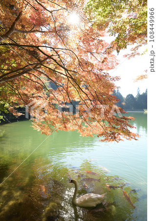 優雅に泳ぐ白鳥　＜南伊奈ヶ湖＞ 108449966