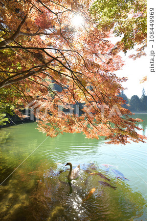 優雅に泳ぐ白鳥 <南伊奈ヶ湖> 優雅に泳ぐ白鳥 <南伊奈ヶ湖> 108449969