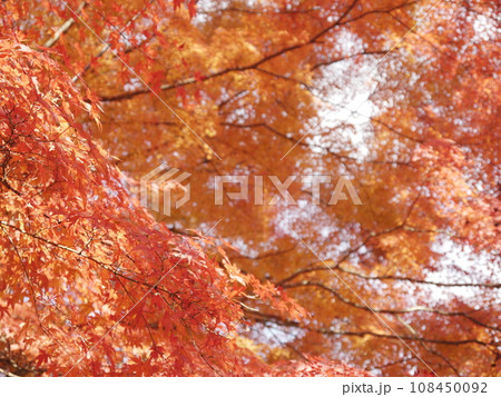 山中湖湖畔の紅葉 山中湖湖畔の紅葉 108450092