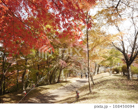 山中湖湖畔の紅葉 山中湖湖畔の紅葉 108450094