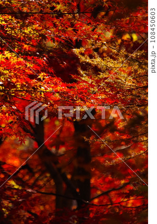 燃ゆる紅葉 燃ゆる紅葉 108450603