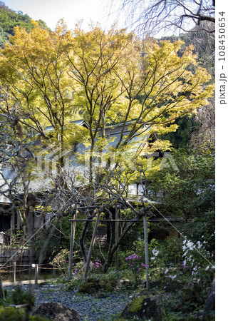 鎌倉11月　瑞泉寺2 108450654
