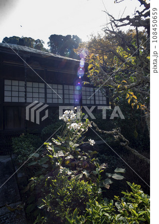 鎌倉11月 瑞泉寺7 鎌倉11月 瑞泉寺7 108450659
