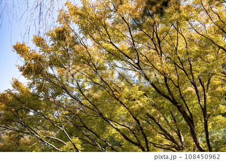 鎌倉11月 瑞泉寺29 鎌倉11月 瑞泉寺29 108450962