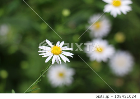 道が見えないほどたくましく咲いているユウガギク 道が見えないほどたくましく咲いているユウガギク 108451024