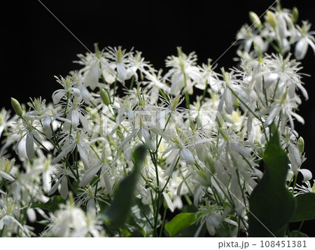 センニンソウ 108451381