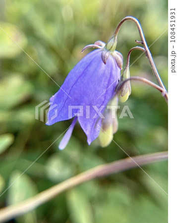 シャジンの花 シャジンの花 108451931