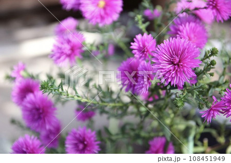 紫色のクジャクソウ 紫色のクジャクソウ 108451949