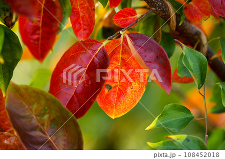 柿の紅葉 柿の紅葉 108452018