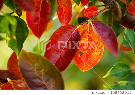 柿の紅葉 柿の紅葉 108452019
