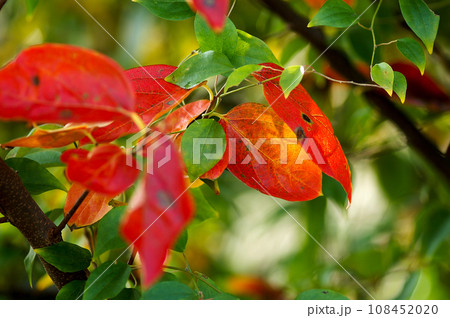柿の紅葉 柿の紅葉 108452020