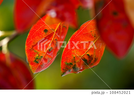 柿の紅葉 柿の紅葉 108452021