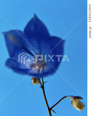 シャジンの花アオリクローズアップ2 シャジンの花アオリクローズアップ2 108452043