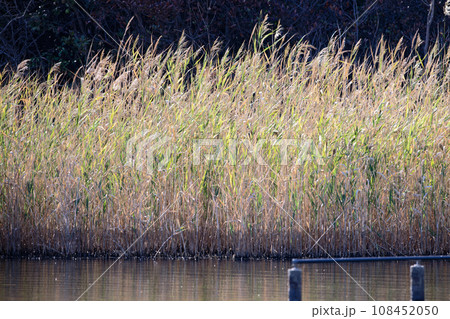 葦の湖畔 葦の湖畔 108452050