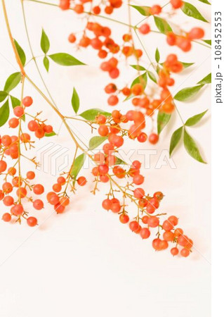 南天は難を転ずる⁉ 108452553