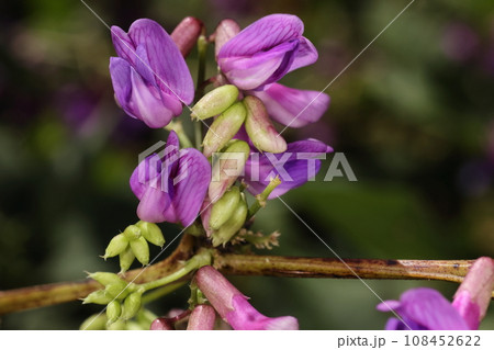 自然　植物　ナンテンハギ、花は夏から秋頃まで咲きます。こちらは十月初めの花です 108452622