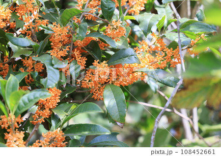 クローズアップ撮影したキンモクセイの花 クローズアップ撮影したキンモクセイの花 108452661
