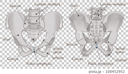 骨盆、骨盆、髖骨、髂骨、下背部疼痛、下背部、插圖、插圖 108452952