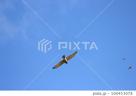 タカ目 ワシタカ類 タカ目タカ科 108453078