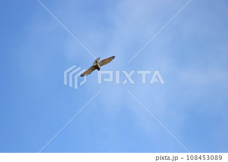 タカ目 ワシタカ類 タカ目タカ科 108453089