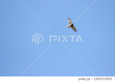 タカ目 ワシタカ類 タカ目タカ科 108453093