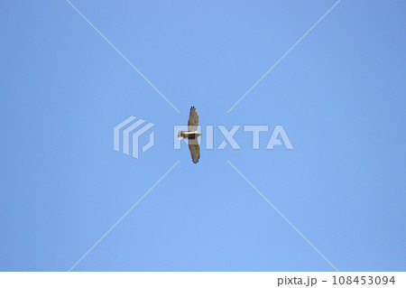 タカ目 ワシタカ類 タカ目タカ科 108453094