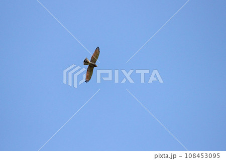 タカ目 ワシタカ類 タカ目タカ科 108453095