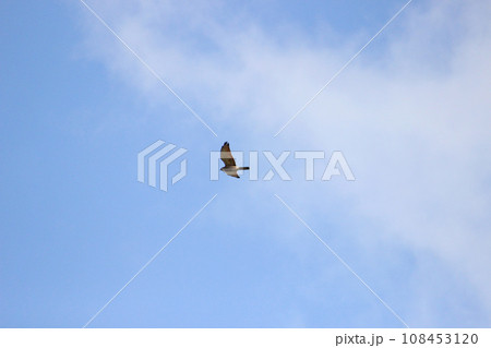 タカ目 ワシタカ類 タカ目タカ科 108453120