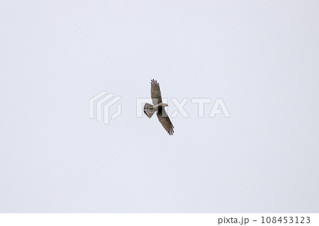 タカ目 ワシタカ類 タカ目タカ科 108453123