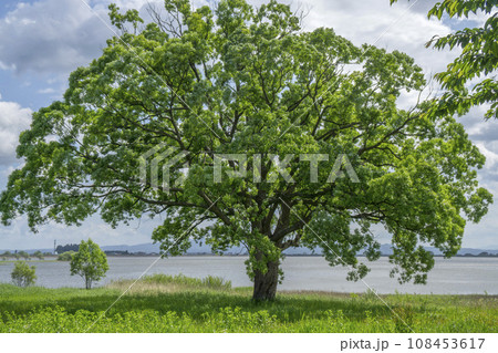 津軽富士見湖の湖畔にみごとな大樹 108453617