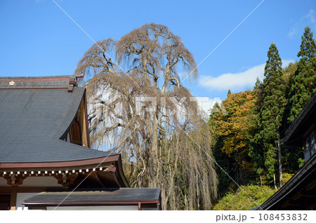 天然記念物の枝垂れカツラ擁する瀧源寺 岩手県 天然記念物の枝垂れカツラ擁する瀧源寺 岩手県 108453832