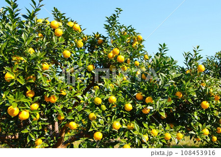 ゆずの里毛呂山町の里山を彩る日本最古の柚子と青空の風景 108453916