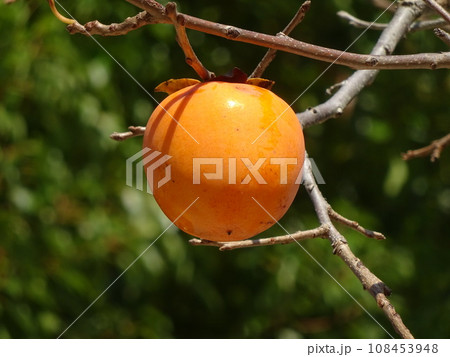 木になっている果物カキ 木になっている果物カキ 108453948