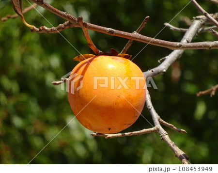 木になっている果物カキ 108453949
