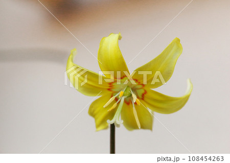 黄色いカタクリの花 108454263