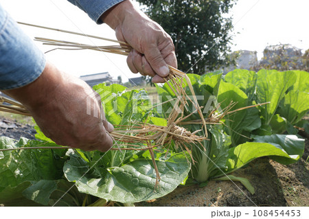 白菜のワラ鉢巻き 108454453
