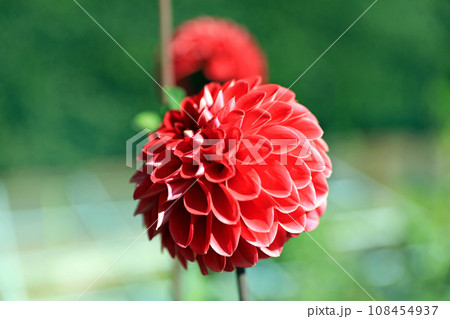 美しいダリアの花 美しいダリアの花 108454937