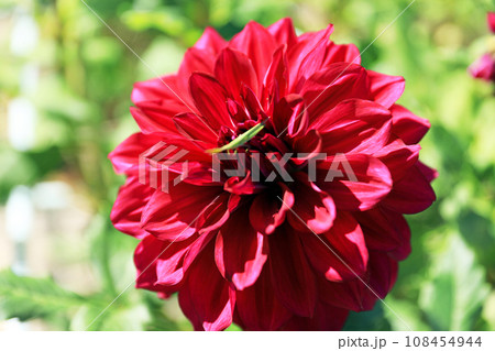 美しいダリアの花 108454944